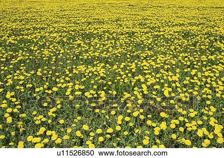 Field of dandelions in full bloom; Canada, Manitoba, Erickson View Large Photo Image Stock Image - Field of dandelions in full bloom; Canada, Manitoba, Erickson. Fotosearch