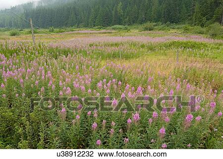 Stock Image - Field of Fireweed flowers. Sunshine Valley, BC.. Fotosearch