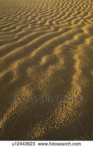 Great Sandhills, Saskatchewan, Canada View Large Photo Image Stock Image - Great Sandhills, Saskatchewan, Canada. Fotosearch