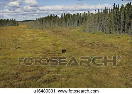 Stock Image - Helicopter view of a moose, Quebec. Fotosearch