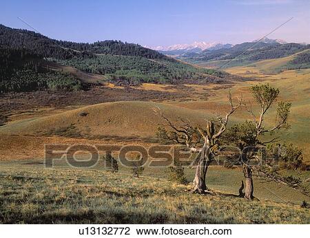 Limber Pine and rangeland, Whaleback Ridge, Alberta, Canada View Large Photo Image Stock Image - Limber Pine and rangeland, Whaleback Ridge, Alberta, Canada. Fotosearch