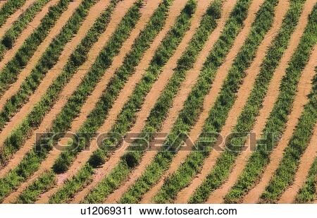 Rows of apple trees, Annapolis Valley, Nova Scotia View Large Photo Image Stock Image - Rows of apple trees, Annapolis Valley, Nova Scotia. Fotosearch