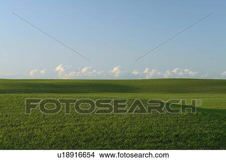 Picture - Springtime green fields.; Canada, Manitoba, Erickson. Fotosearch