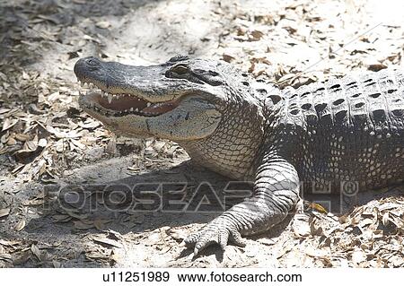 Stock Photo - Alligator, Jacksonville, Florida. Fotosearch