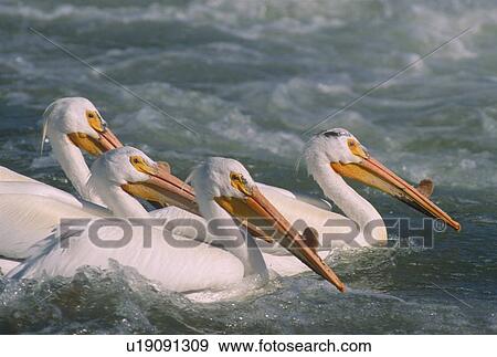 American White pelicans (Pelecanus erythrorhynchos); Saskatchewan, Canada View Large Photo Image Stock Photo - American White pelicans (Pelecanus erythrorhynchos); Saskatchewan, Canada. Fotosearch