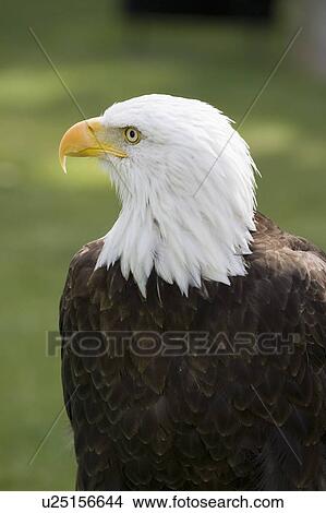 Bald Eagle (Haliaeetus leucocephalus), Alberta Bird of Prey Centre, Coaldale, Alberta, Canada. This centre rehabilitates injured birds and releases them back to the wild whenever possible. View Large Photo Image Picture - Bald Eagle (Haliaeetus leucocephalus), Alberta Bird of Prey Centre, Coaldale, Alberta, Canada. This centre rehabilitates injured birds and releases them back to the wild whenever possible.. Fotosearch