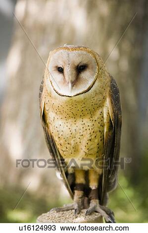 Stock Image - Barn Owl (Tyto alba), Alberta Bird of Prey Centre, Coaldale, Alberta, Canada. This centre rehabilitates injured birds and releases them back to the wild whenever possible.. Fotosearch