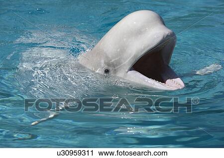Stock Image - Beluga Whale at Marineland - Niagara Falls Ontario, Canada. Fotosearch