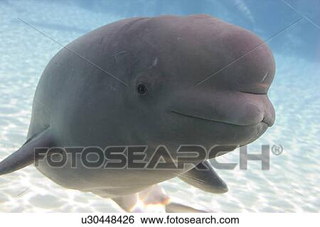 Beluga Whale in Captivity - Marineland - Niagara Falls, Ontario, Canada View Large Photo Image Stock Photograph - Beluga Whale in Captivity - Marineland - Niagara Falls, Ontario, Canada. Fotosearch