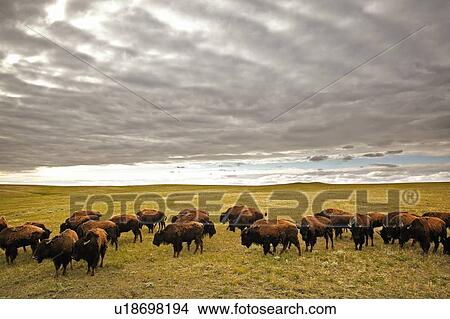 Picture - Bison grazing, Saskatchewan, Canada. Fotosearch