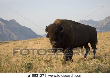 Buffalo in Rocky Mountain Foothills, Waterton Lakes National Park, Alberta, Canada. View Large Photo Image Stock Image - Buffalo in Rocky Mountain Foothills, Waterton Lakes National Park, Alberta, Canada.. Fotosearch