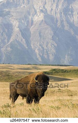 Buffalo in Rocky Mountain Foothills, Waterton Lakes National Park, Alberta, Canada. View Large Photo Image Stock Photo - Buffalo in Rocky Mountain Foothills, Waterton Lakes National Park, Alberta, Canada.. Fotosearch