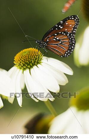 Butterfly, San Diego California, Museum of Natural History View Large Photo Image Stock Image - Butterfly, San Diego California, Museum of Natural History. Fotosearch