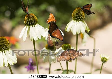Stock Photo - Butterfly, San Diego California, Museum of Natural History. Fotosearch