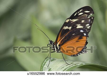 Butterfly View Large Photo Image Stock Photograph - Butterfly. Fotosearch