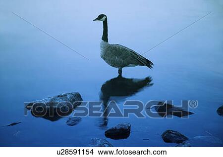 Canada geese, Canada View Large Photo Image Picture - Canada geese, Canada. Fotosearch