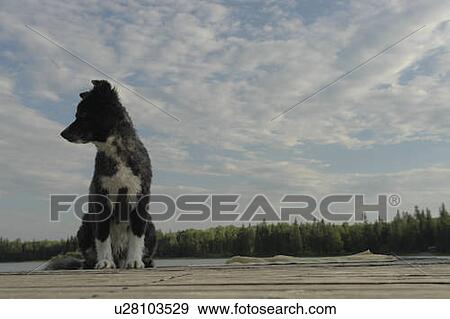 Dog on dock at Lake Katherine, no motor boats allowed.; Canada, Manitoba, Riding Mountain National Park View Large Photo Image Stock Photo - Dog on dock at Lake Katherine, no motor boats allowed.; Canada, Manitoba, Riding Mountain National Park. Fotosearch