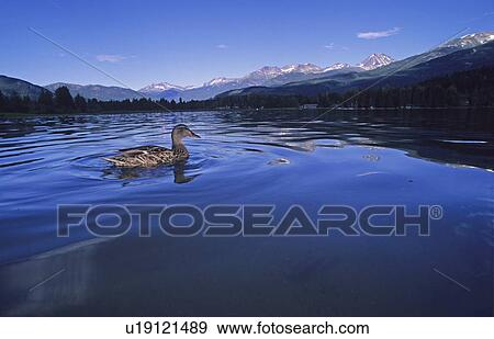 Stock Photo - Duck floats in Alta Lake, summer mountains in background, Whistler, BC. Fotosearch
