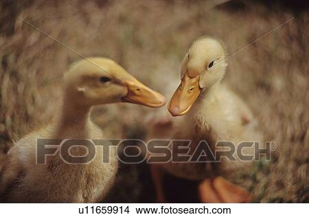 Picture - Ducklings close up in barn, nuzzle beaks, Pemberton, BC. Fotosearch