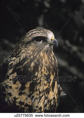 Stock Photography - Falcon, Peregrine, close up, Whistler, BC. Fotosearch