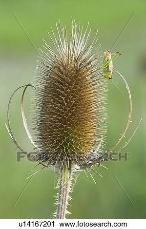 Stock Image - Grasshopper on Teasle - Binbrook Conservation area - Binbrook, Ontario Canada. Fotosearch