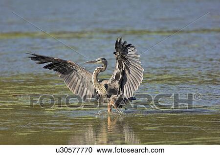 Great Blue Heron (Ardea herodias) flies through wetland marsh near Point Pelee National Park, southwestern Ontario, Canada. View Large Photo Image Stock Image - Great Blue Heron (Ardea herodias) flies through wetland marsh near Point Pelee National Park, southwestern Ontario, Canada.. Fotosearch
