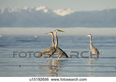 Stock Photograph - Great Blue Herons feeding. Victoria, Vancouver Island, BC. Fotosearch