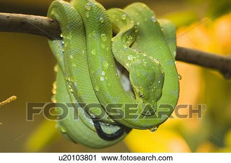 Green Tree Python at Toronto Zoo, Toronto, Ontario, Canada. View Large Photo Image Stock Image - Green Tree Python at Toronto Zoo, Toronto, Ontario, Canada.. Fotosearch