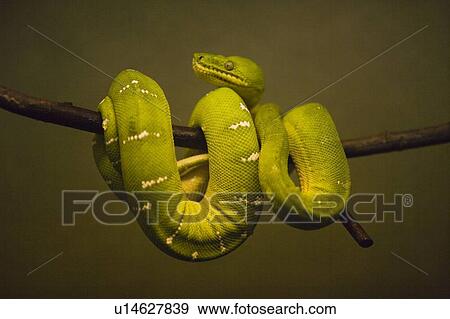Green Tree Python at Toronto Zoo, Toronto, Ontario, Canada. View Large Photo Image Stock Photo - Green Tree Python at Toronto Zoo, Toronto, Ontario, Canada.. Fotosearch