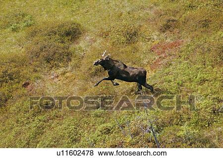 Stock Photo - Helicopter view of a moose, Quebec. Fotosearch