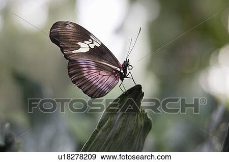 Hortense butterfly (Heliconius hortense) resting on leaf, Niagara Butterfly Conservatory, Niagara Falls, Ontario, Canada. View Large Photo Image Stock Photo - Hortense butterfly (Heliconius hortense) resting on leaf, Niagara Butterfly Conservatory, Niagara Falls, Ontario, Canada.. Fotosearch