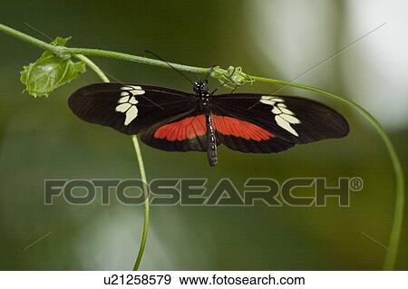 Hortense butterfly (Heliconius hortense) basking on leaf, Niagara Butterfly Conservatory, Niagara Falls, Ontario, Canada. View Large Photo Image Stock Photo - Hortense butterfly (Heliconius hortense) basking on leaf, Niagara Butterfly Conservatory, Niagara Falls, Ontario, Canada.. Fotosearch