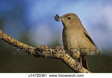Stock Image - House Wren. Fotosearch