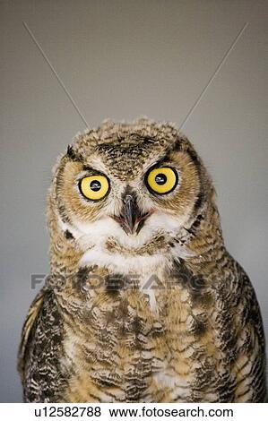 Stock Photo - Immature Great Horned Owl (Bubo virginianus), Alberta Bird of Prey Centre, Coaldale, Alberta, Canada. This centre rehabilitates injured birds and releases them back to the wild whenever possible.. Fotosearch