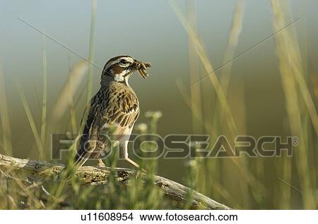 Lark Sparrow, Chondestes grammacus, Great Sand Hills, Saskatchewan View Large Photo Image Picture - Lark Sparrow, Chondestes grammacus, Great Sand Hills, Saskatchewan. Fotosearch