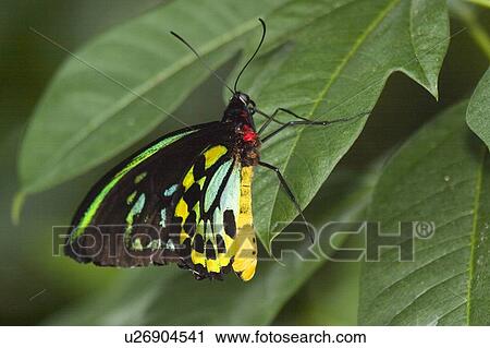 Male Cairns Birdwing butterfly (Ornithoptera priamus priamus) resting on leaf, Niagara Butterfly Conservatory, Niagara Falls, Ontario, Canada. View Large Photo Image Stock Image - Male Cairns Birdwing butterfly (Ornithoptera priamus priamus) resting on leaf, Niagara Butterfly Conservatory, Niagara Falls, Ontario, Canada.. Fotosearch
