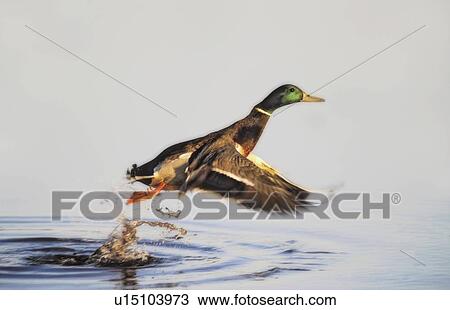 Mallard lifting off water. Burnaby Lake, BC View Large Photo Image Stock Image - Mallard lifting off water. Burnaby Lake, BC. Fotosearch