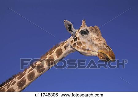 Stock Photograph - Masai Giraffe, Serengeti, Africa. Fotosearch