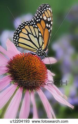 Stock Image - Monarch Butterfly feeding on coneflower. Dartmouth, Nova Scotia. Fotosearch