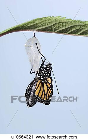 Stock Image - Monarch Butterfly life cycle, Emerging from cocoon.. Fotosearch