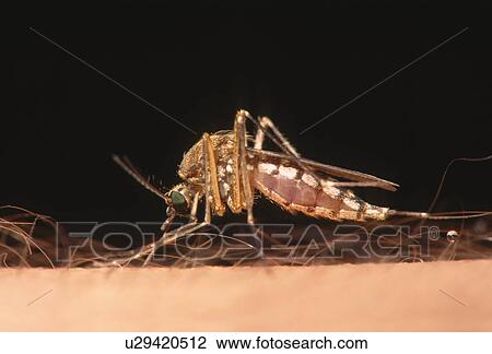 Stock Image - Mosquito feeding. Fotosearch