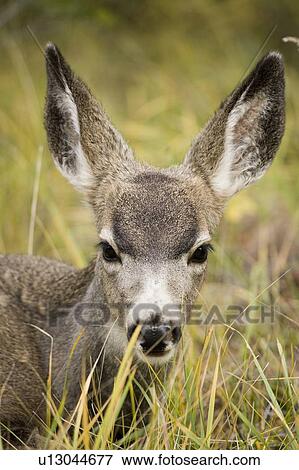Stock Photo - Mule deer near Maligne Lake, Jasper National Park, Alberta, Canada. Fotosearch