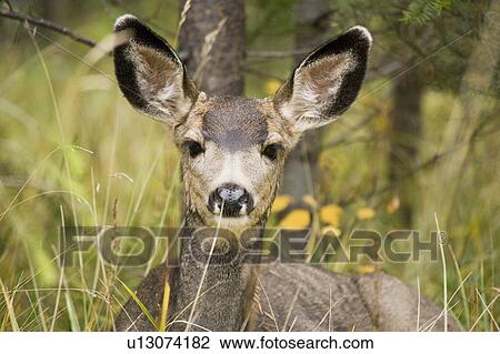 Stock Image - Mule deer (Odocoileus hemionus) near Maligne Lake, Jasper National Park, Alberta, Canada. Fotosearch