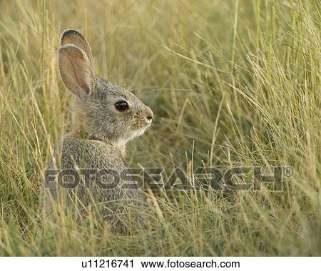 Nuttall's Cottontail, (Sylvilagus nuttallii), Saskatchewan, Canada View Large Photo Image Stock Image - Nuttall's Cottontail, (Sylvilagus nuttallii), Saskatchewan, Canada. Fotosearch