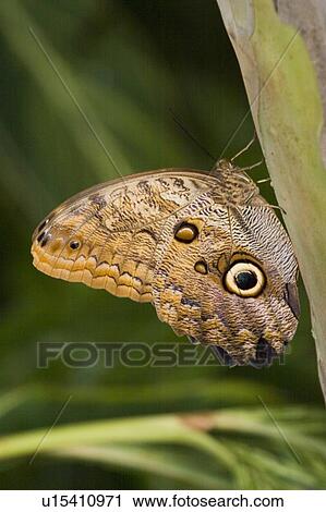 Owl butterfly (Caligo idomeneus) resting on trunk, Niagara Butterfly Conservatory, Niagara Falls, Ontario, Canada. View Large Photo Image Stock Image - Owl butterfly (Caligo idomeneus) resting on trunk, Niagara Butterfly Conservatory, Niagara Falls, Ontario, Canada.. Fotosearch