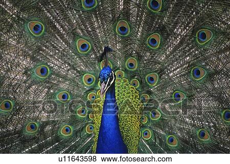 Peacock in open feathers, Victoria, BC Canada View Large Photo Image Stock Photo - Peacock in open feathers, Victoria, BC Canada. Fotosearch