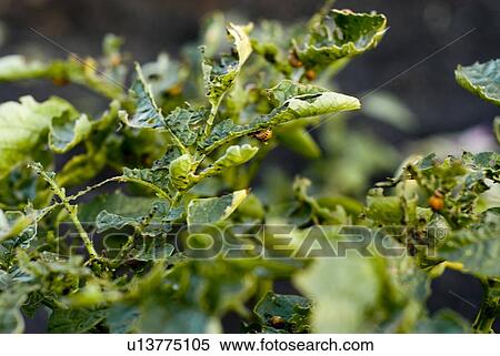 Stock Photography - Potato bugs on potato leaves, organic garden, Manitoba, Canada. Fotosearch