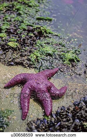Stock Photo - Purple starfish on the shore, Pacific Ocean, Gulf Islands, BC. Fotosearch