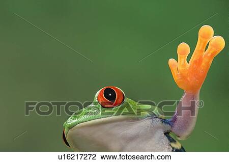 Red-eyed Tree Frog. Tropical rainforest frog from Central America. View Large Photo Image Stock Image - Red-eyed Tree Frog. Tropical rainforest frog from Central America.. Fotosearch
