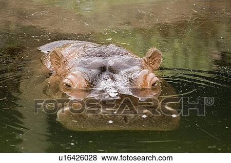 Stock Photo - River Hippopotamus at Toronto Zoo, Toronto, Ontario, Canada.. Fotosearch